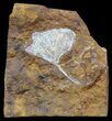 Fossil Ginkgo Leaf From North Dakota - Paleocene #58975-1